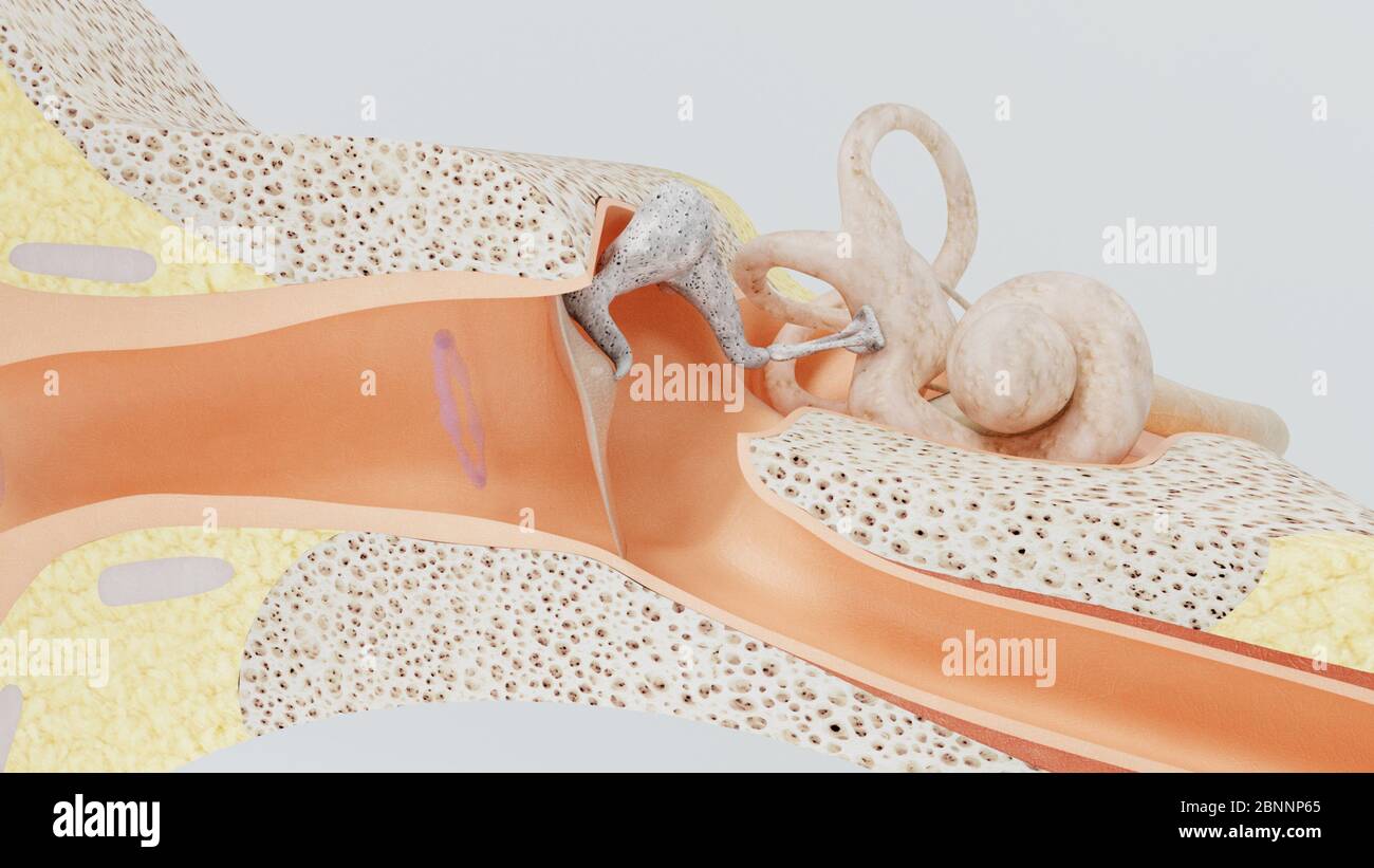 rendering 3d delle strutture dell'orecchio umano con l'immagine di tutti i componenti spesso Foto Stock