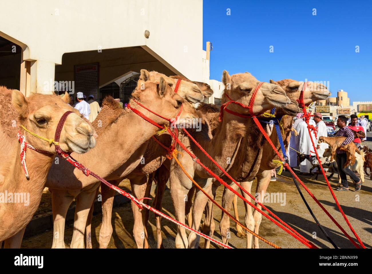 Souk, Soq, mercato, mercato dei cammelli, cammelli Foto Stock