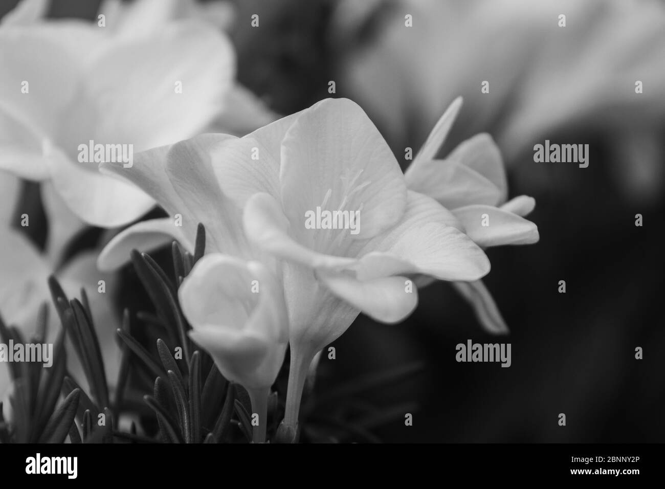 Primo piano di piante fiorite in freesia su pentole da terrazza, in luce naturale Foto Stock