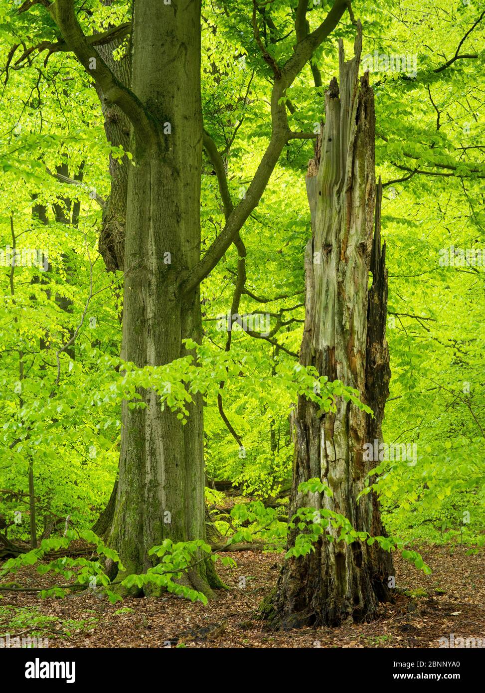 Sababurg Primeval Forest, Reinhardswald, Assia Foto Stock