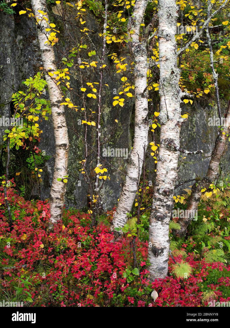 Alberi di betulla in autunno, isola di Senja, Norvegia Foto Stock