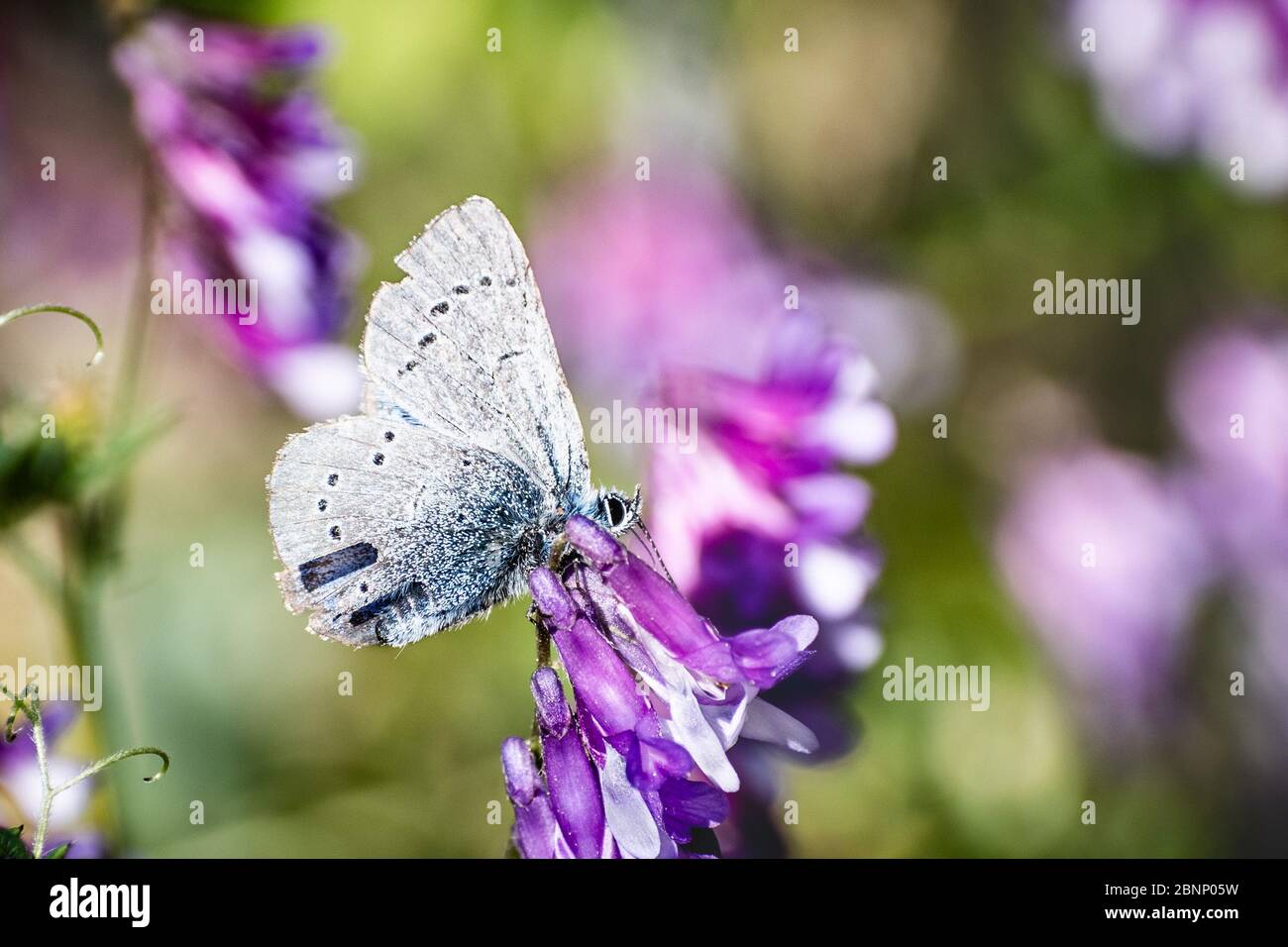 Primo piano di argentea blu (Glaucopsyche lygdamus) farfalla con ali in frantumi, nutrendo su un fiore vetch; Santa Cruz montagne, California Foto Stock