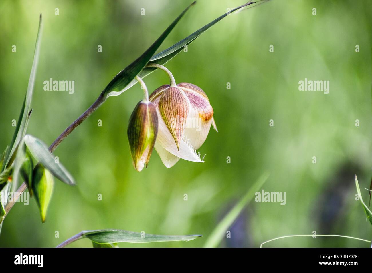 Primo piano su pf Lanterna fata (Calochortus albus) fiore selvatico fiorente nelle foreste delle montagne di Santa Cruz, California Foto Stock