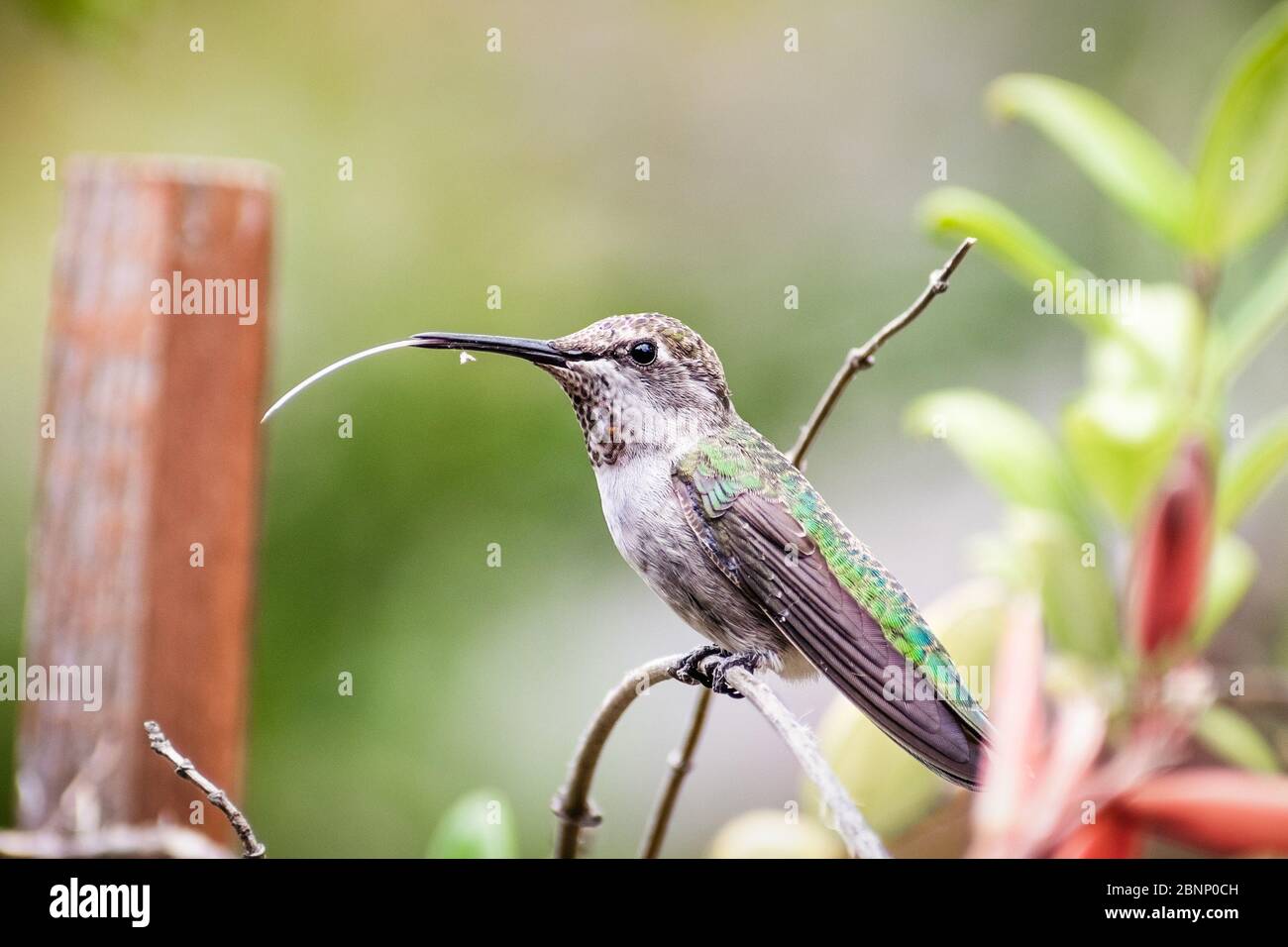 Il colibrì di Anna arroccato su una pianta, che ne fa un'ondata di lingua; la baia di San Francisco, California Foto Stock
