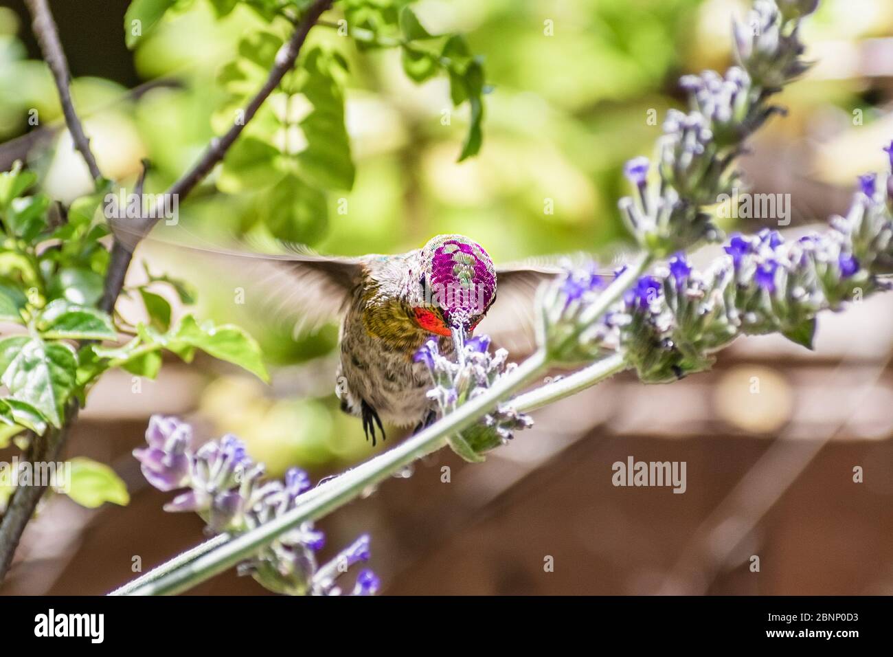 Primo piano del nettare di un uccello della famiglia degli ummingoli di Anna maschio da un fiore di lavanda francese; piume iridescenti rossastro-rosa visibili sulla testa e sulla gola; SA Foto Stock
