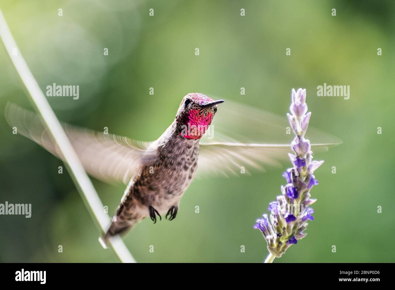 Maschio Anna Hummingbird che si aggirano accanto a un fiore di lavanda; ali sfocate a causa dell'alta velocità; piume iridescenti rosa-rossastro visibili sulla testa e. Foto Stock
