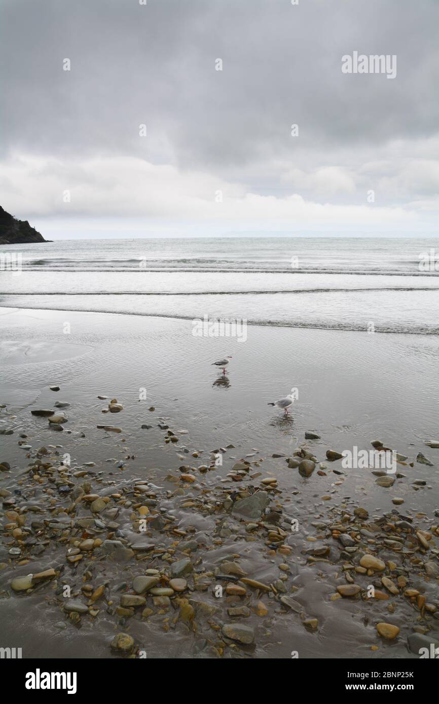 Uccelli sulla spiaggia, Nuova Zelanda Foto Stock