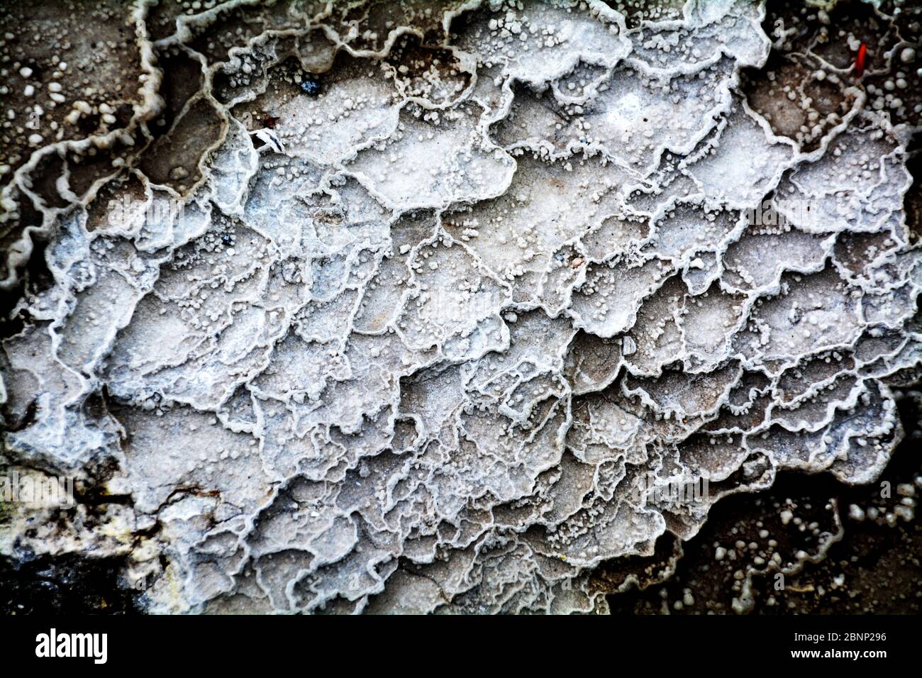 Primo piano vista delle terrazze di Sinter che mostrano i dettagli del deposito di silice, il parco geotermico di Waiotapu, Nuova Zelanda Foto Stock