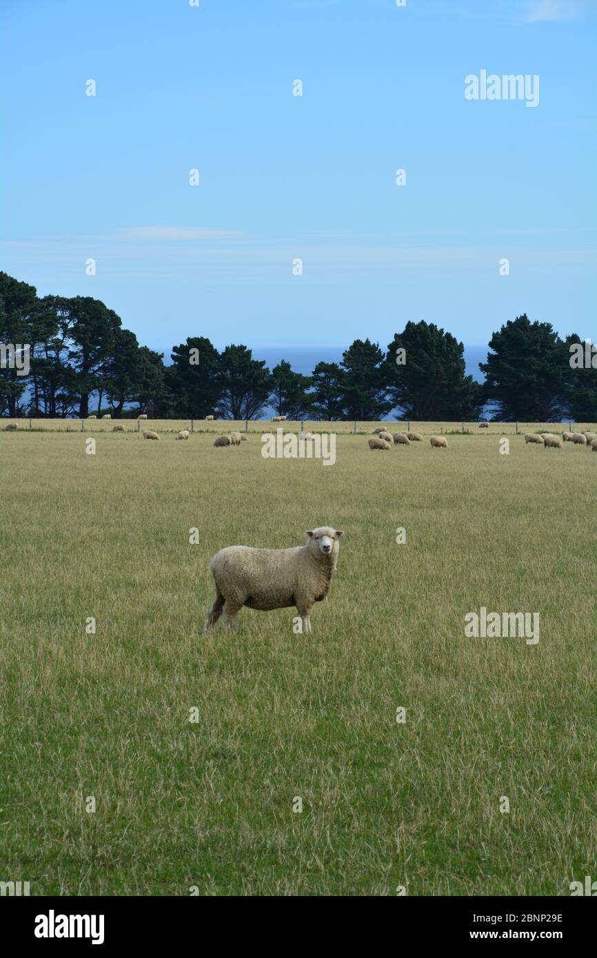 Pecore che guardano nella macchina fotografica sulla strada per Capo Palliser, punto più a sud di Isola del Nord, Nuova Zelanda Foto Stock