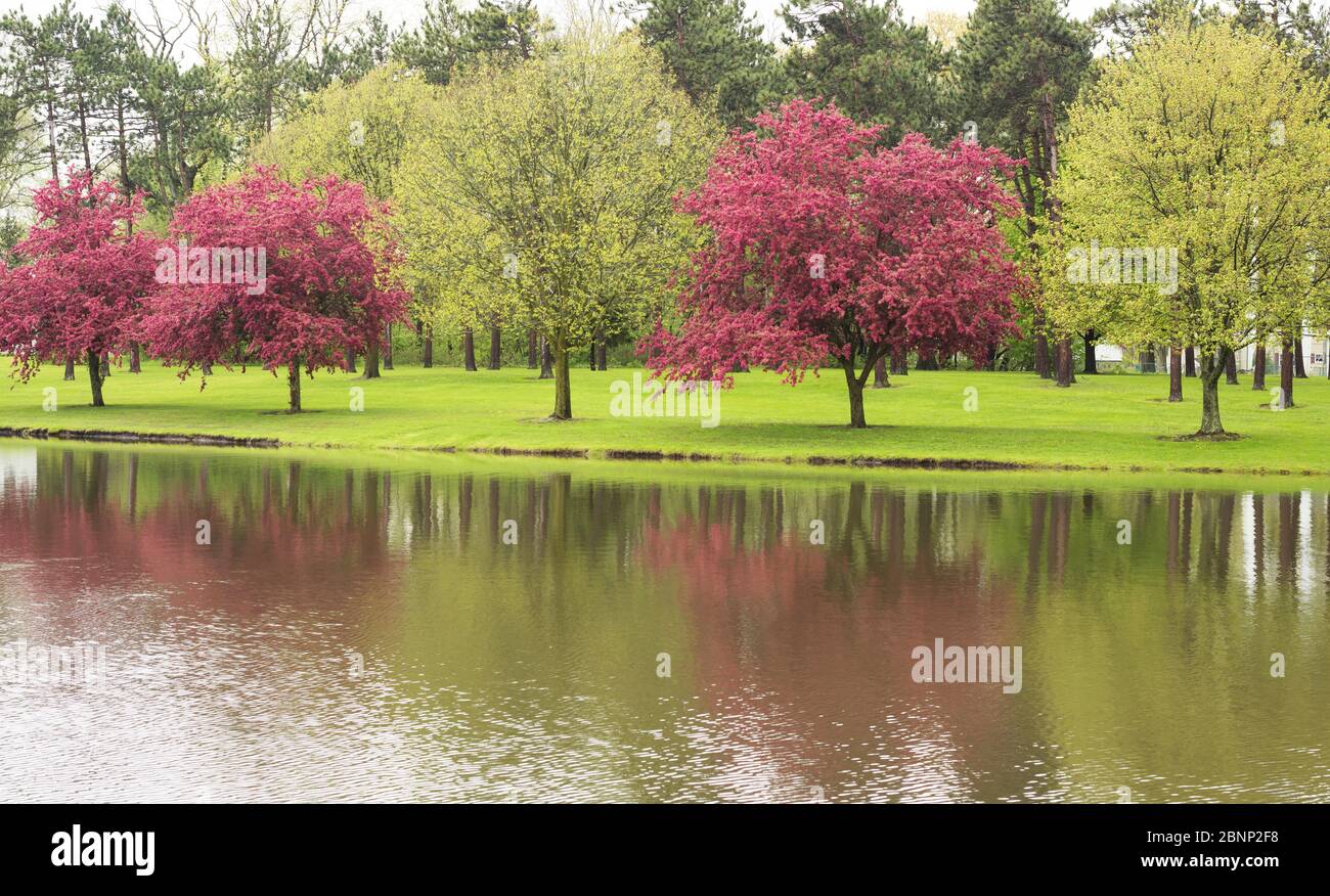 Una fila di alberi verdi e rossi con riflessi sull'acqua di uno stagno in primavera. Foto Stock