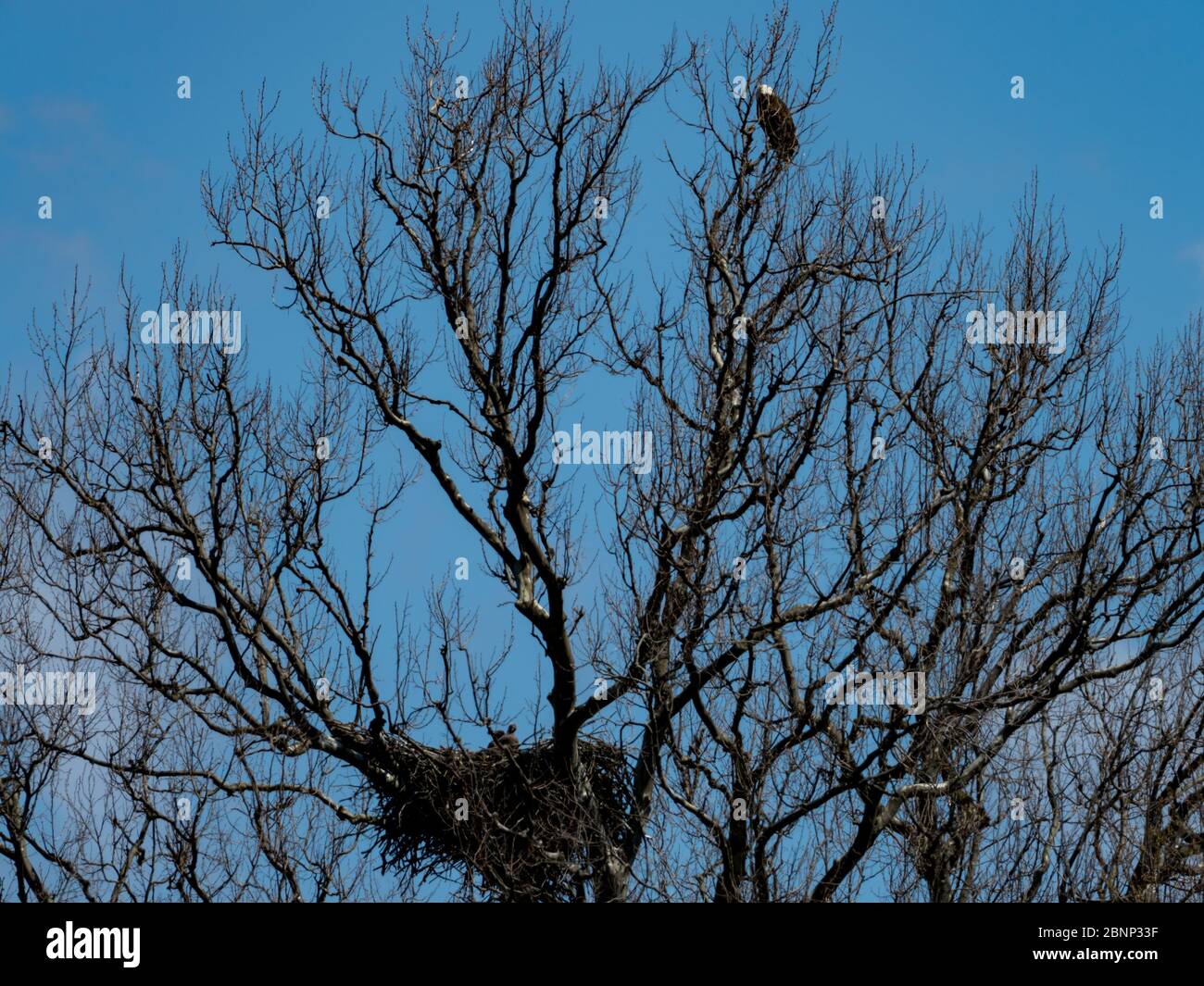 Un'aquila calva che nidificano vicino a Brewster, Ohio Foto Stock