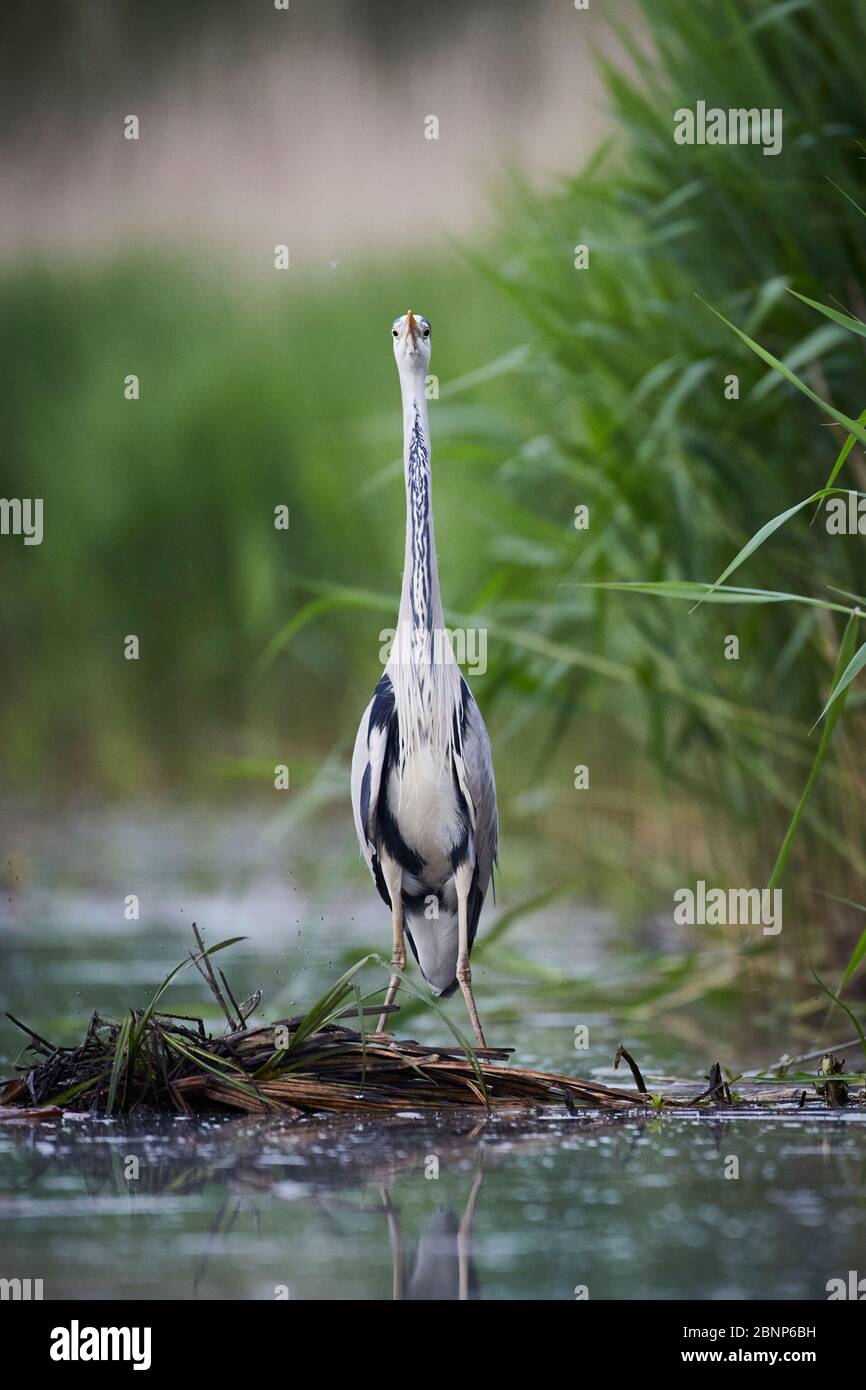 L'airone grigio, Ardea cinerea, si trova accanto al fiume Foto Stock