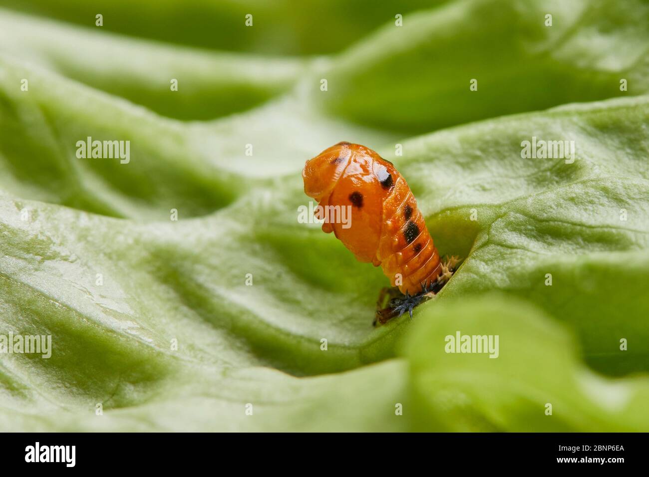 Ladybird, coccinella septempunctata, pupa Foto Stock