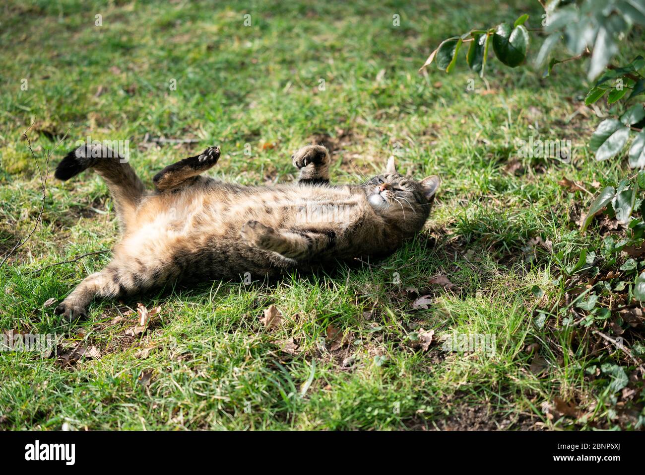 divertente gatto tabby sdraiato sulla schiena all'aperto su erba in natura Foto Stock
