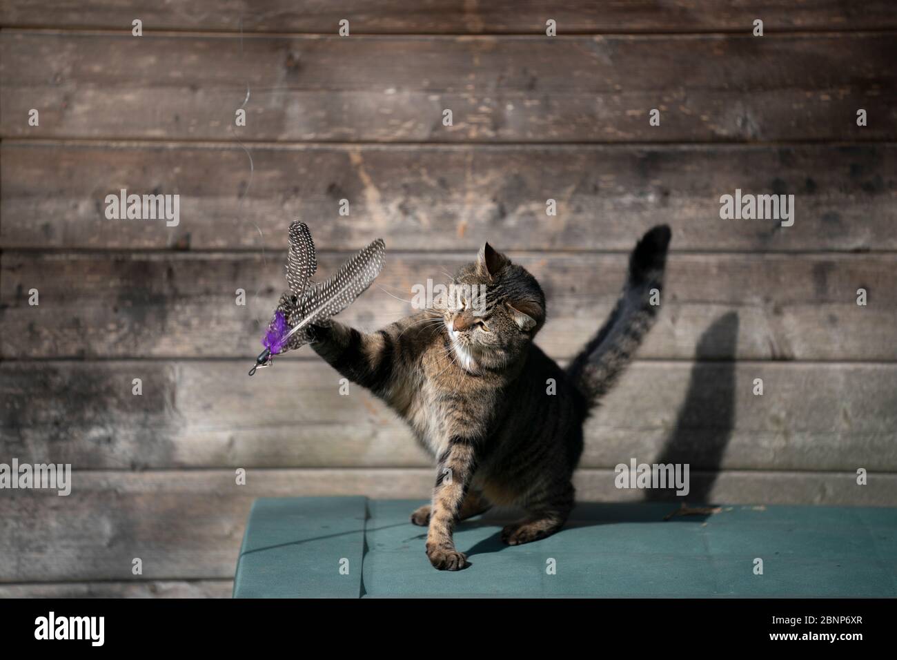 tabby gatto shorthair domestico giocare con il giocattolo di piuma all'aperto alla luce del sole Foto Stock