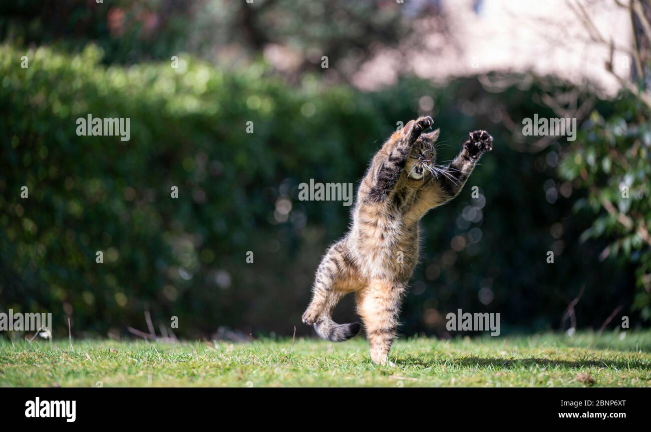 divertente tabby shorthair gatto giocare all'aperto in giardino facendo una posa spaventosa Foto Stock