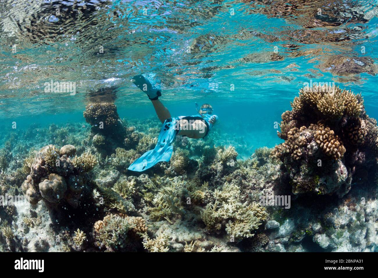 Snorkeling In Polinesia Francese, Atollo Di Apataki, Tuamotu Archipel, Polinesia Francese Foto Stock Snorkeling In Polinesia Francese, Atollo Di Apataki, Tuamotu Archipel, Polinesia Francese Foto Stock