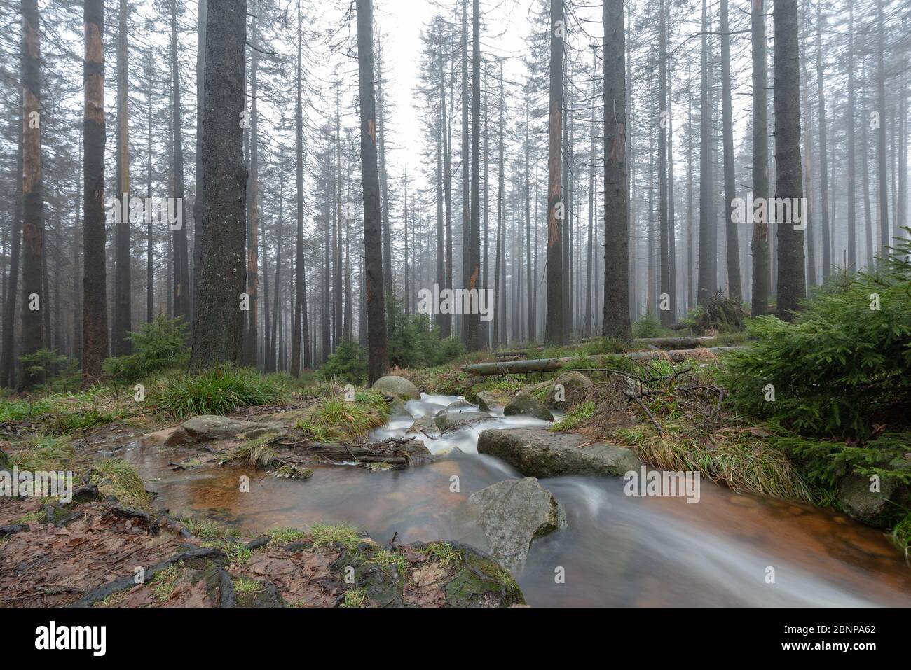 Vista su una foresta mistica con un piccolo ruscello nel Parco Nazionale di Harz. Foto Stock