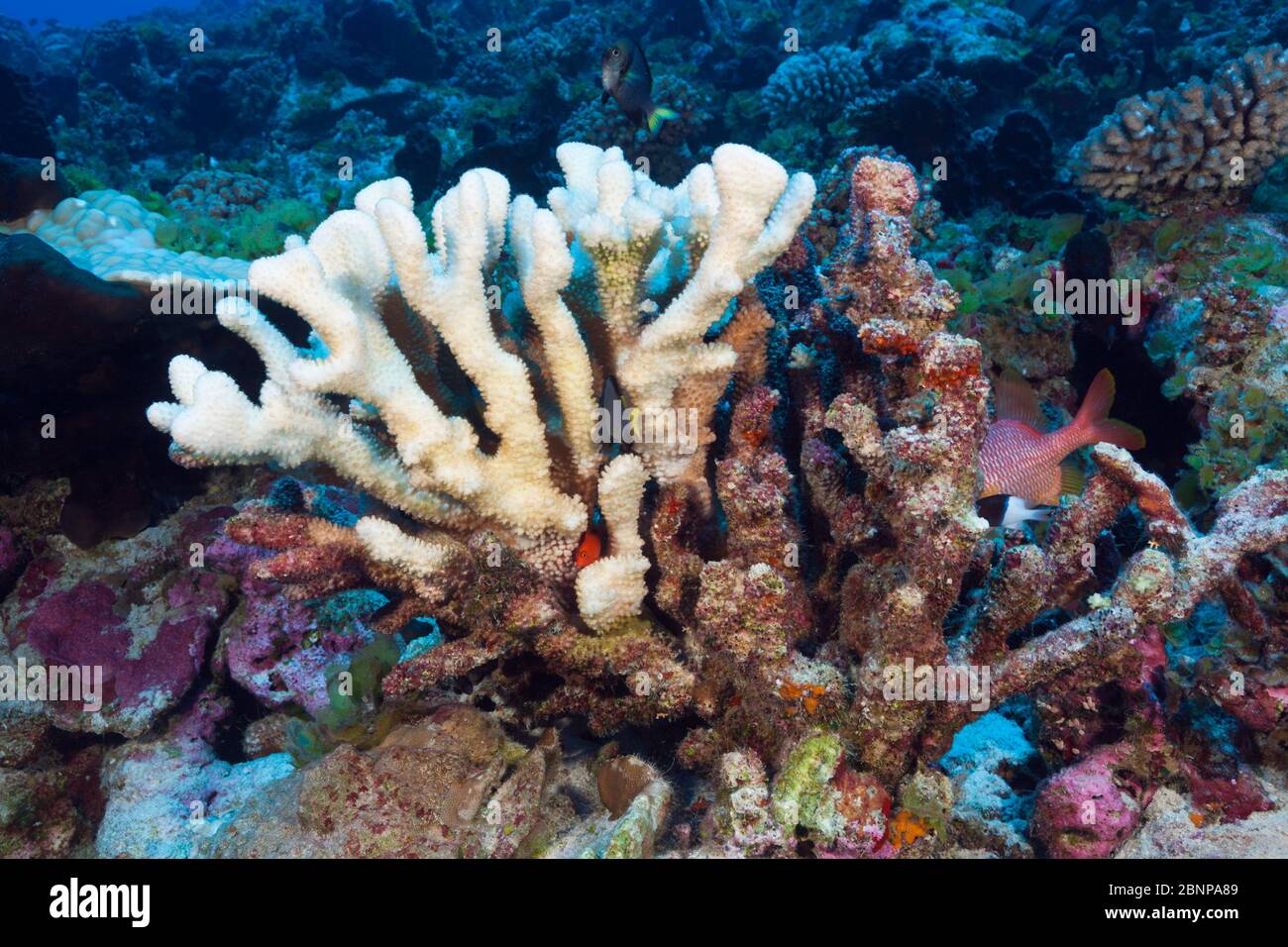 Corallo Sbiancante, Fakarava, Tuamotu Archipel, Polinesia Francese Foto Stock