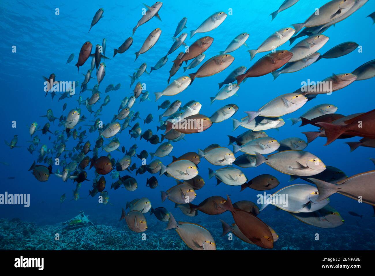Shoal Di Surgeonfish Allungato, Acanthurus Mata, Fakarava, Tuamotu Archipel, Polinesia Francese Foto Stock