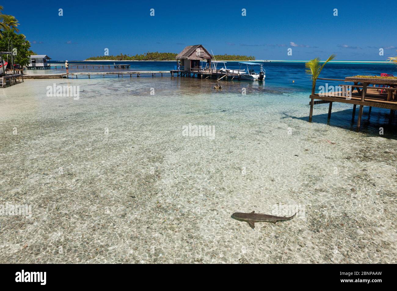 Reef Shark In Laguna Di Tetamanu Village, Fakarava, Tuamotu Archipel, Polinesia Francese Foto Stock