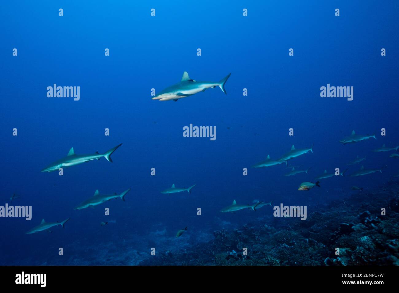 Gray Reef Shark, Carchhinus Amblyrhynchos, Fakarava, Tuamotu Archipel, Polinesia Francese Foto Stock