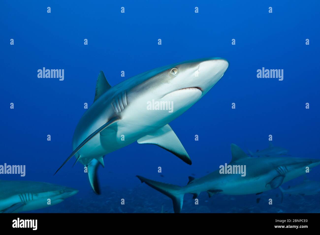Gray Reef Shark, Carcharhinus Amblyrhynchos, Moorea, Polinesia Francese Foto Stock