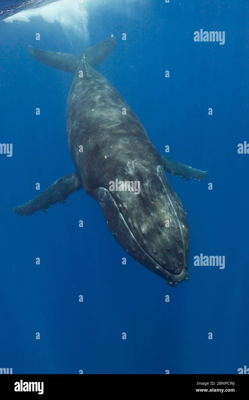 Humpback Whale, Megaptera Novaeangliae, Moorea, Polinesia Francese Foto Stock