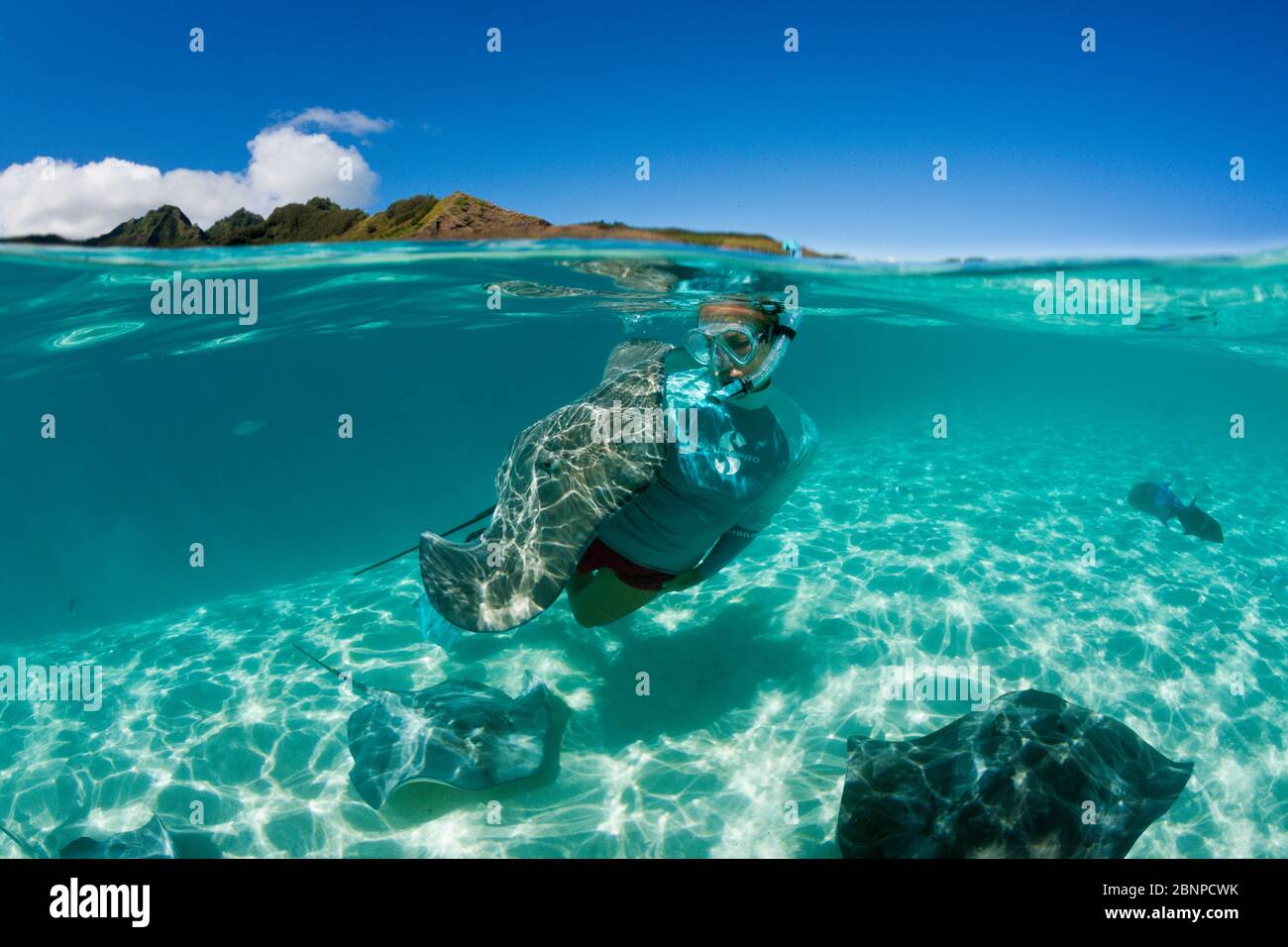 Snorkeling con la Frusta rosa in Laguna, Pateobatis fai, Moorea, Polinesia francese Foto Stock