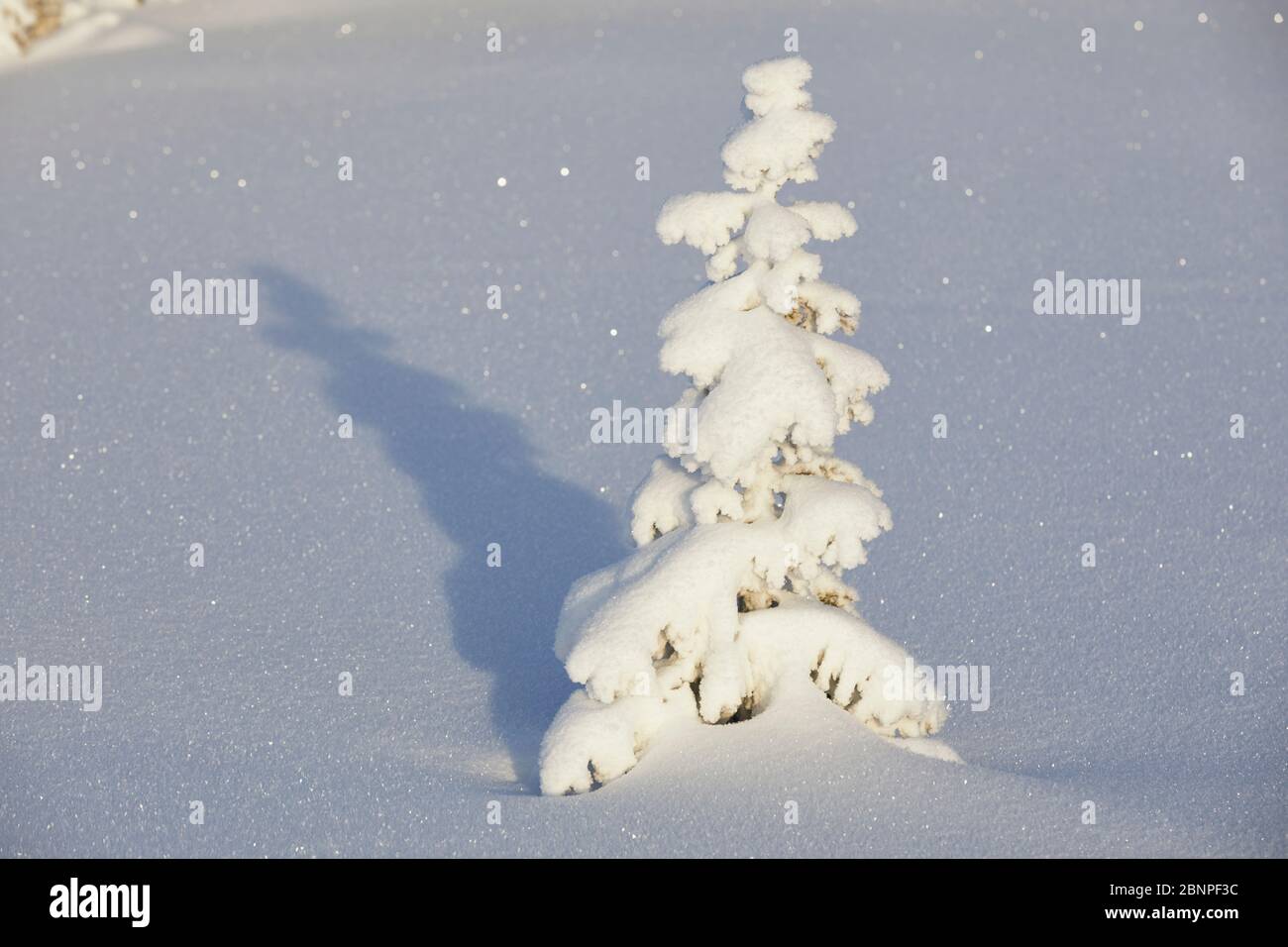 Finlandia, Lapponia, inverno, albero Foto Stock