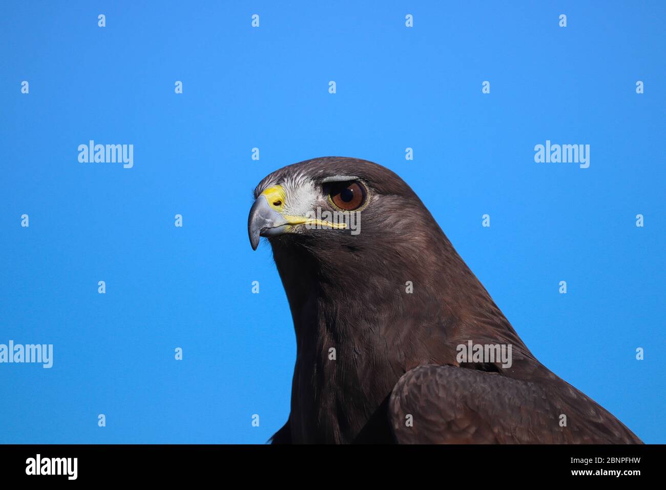 Colpo di testa di un falco di Harris (Parabuteo unicinctus), un buteo di medie dimensioni popolare per la falconeria. Uccello marrone scuro contro cielo blu, spazio copia. Foto Stock
