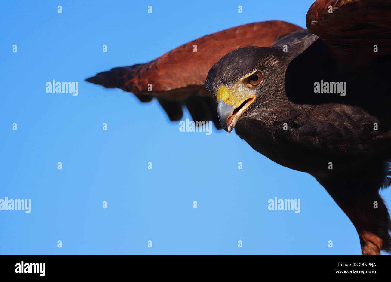 Primo piano di un Harris Hawk che sta per volare, ala estesa; marrone scuro con spalle castagne, occhio intenso, cielo blu. Spazio di copia. Fills1/2 Foto Stock