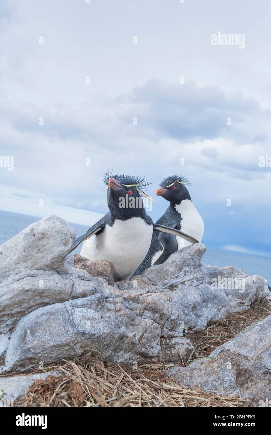 Gruppo di pinguini rockhopper (Eudyptes crisocome crisocome) su un isolotto roccioso, Falkland orientale, Isole Falkland, Sud America Foto Stock