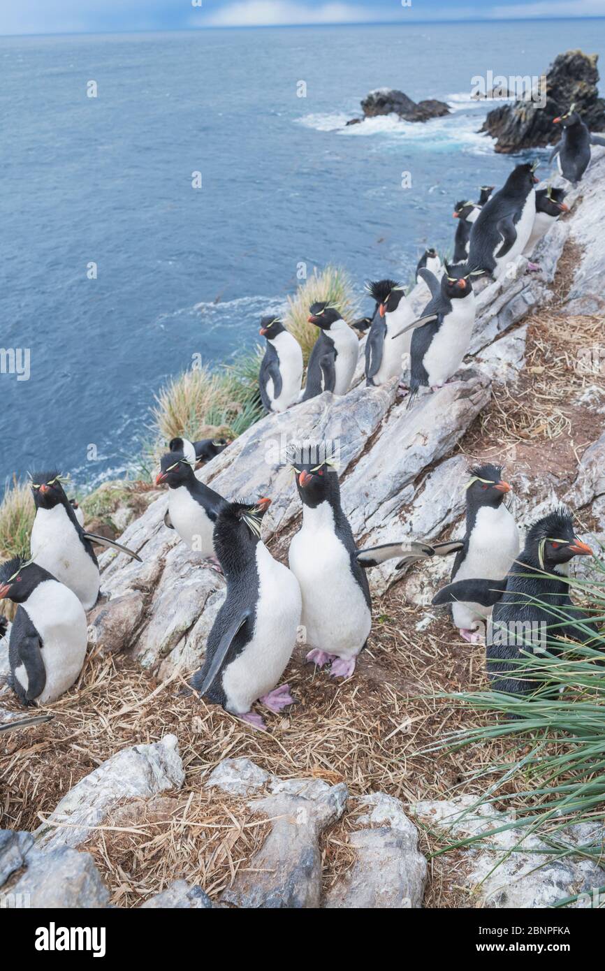 Gruppo di pinguini rockhopper (Eudyptes crisocome crisocome) su un isolotto roccioso, Falkland orientale, Isole Falkland, Sud America Foto Stock