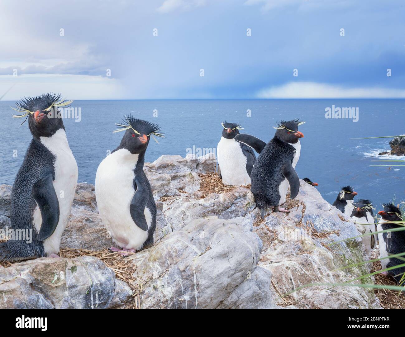 Gruppo di pinguini rockhopper (Eudyptes crisocome crisocome) su un isolotto roccioso, Falkland orientale, Isole Falkland, Sud America Foto Stock