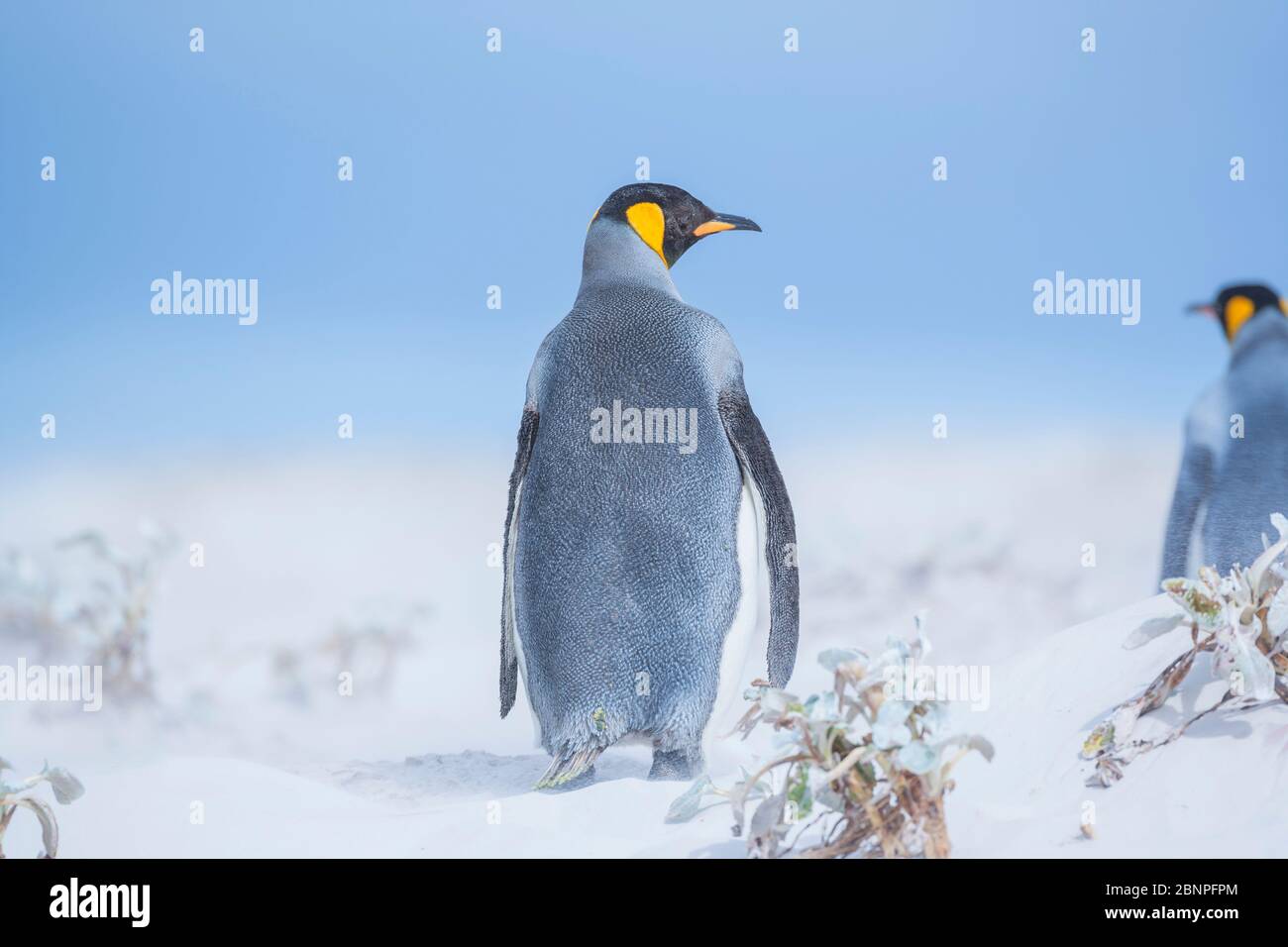 Pinguini reali (Aptenodytes patagonicus) che si trovano in una tempesta di sabbia, Volontario Point, Falkland orientale, Isole Falkland, Foto Stock