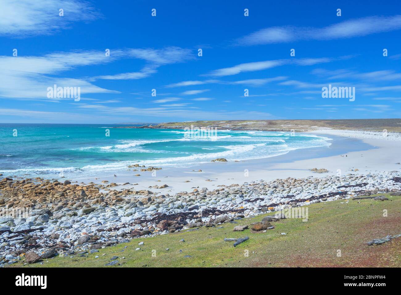 Spiaggia, Volontario Point, Falkland orientale, Isole Falkland, Foto Stock