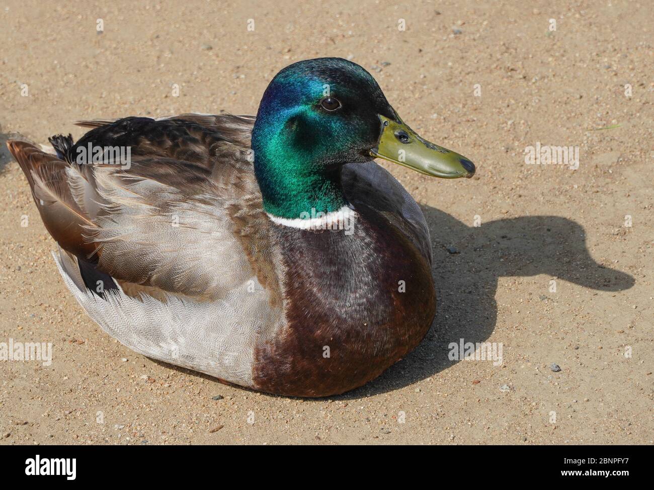 Molto bella anatra mallard maschile (Anas platyrhynchos) getta un'ombra su un percorso sterrato, la sua testa verde splende al sole mentre guarda il fotografo. Foto Stock