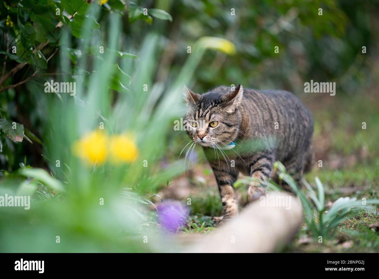 tabby nazionale shorthair gatto che cammina all'aperto in primavera Foto Stock