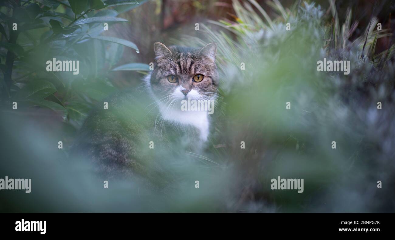 tabby gatto shortair britannico bianco nei cespugli sul prowl Foto Stock