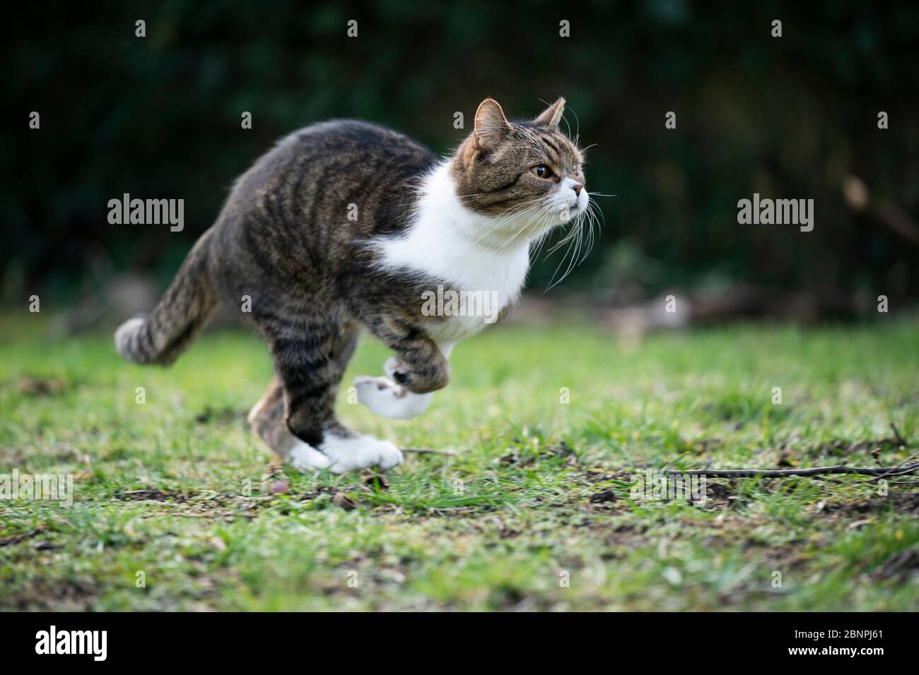 tabby gatto shorthair britannico bianco che corre sul prato molto veloce Foto Stock