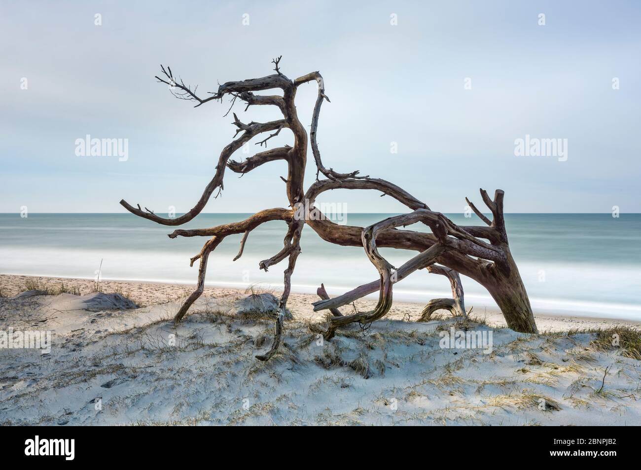 Albero sradicato sulla spiaggia del Mar Baltico, spiaggia sabbiosa con dune, lunga esposizione, penisola di Fischland-Darß-Zingst, Parco Nazionale di Vorpommersche Boddenlandschaft, Meclemburgo-Pomerania occidentale, Germania Foto Stock