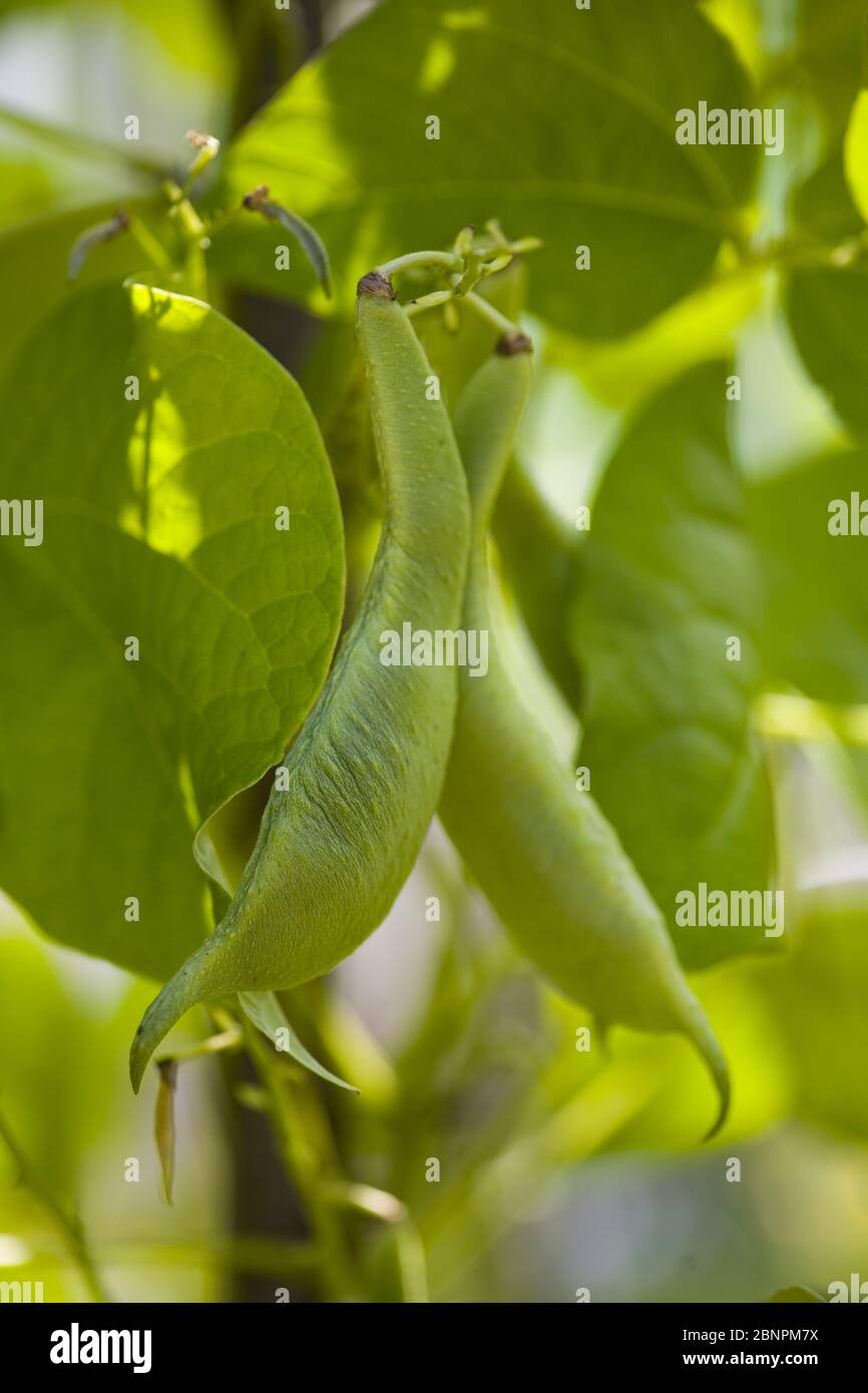 Fagioli in giardino Foto Stock