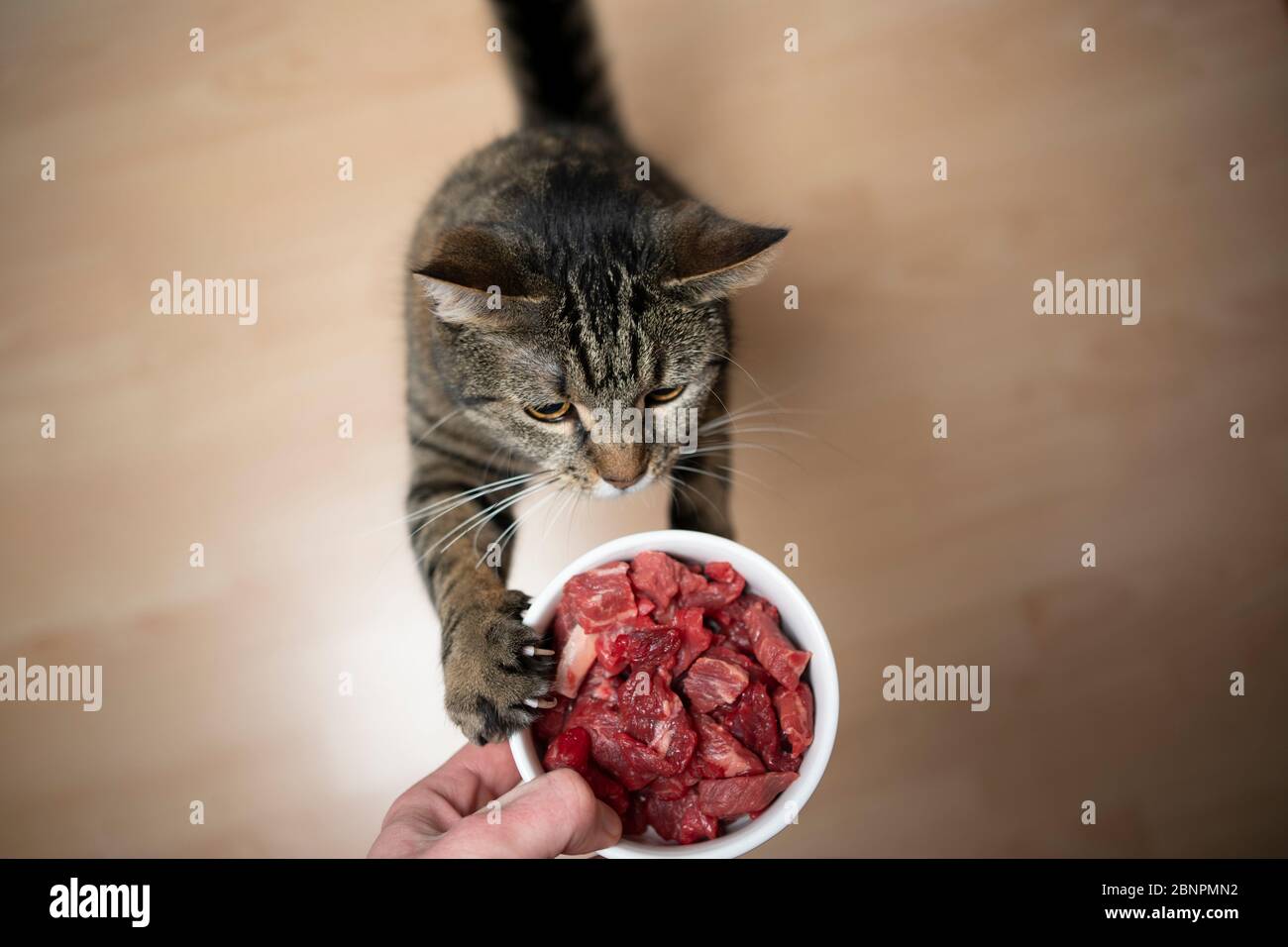 tabby gatto che si alleva per raggiungere piatto di alimentazione con carne cruda tenuto da proprietario dell'animale domestico con spazio di copia della mano Foto Stock