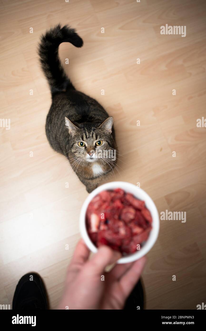 gatto tabby guardando in su per raggiungere piatto di alimentazione con carne cruda tenuto dalla mano del proprietario dell'animale domestico Foto Stock