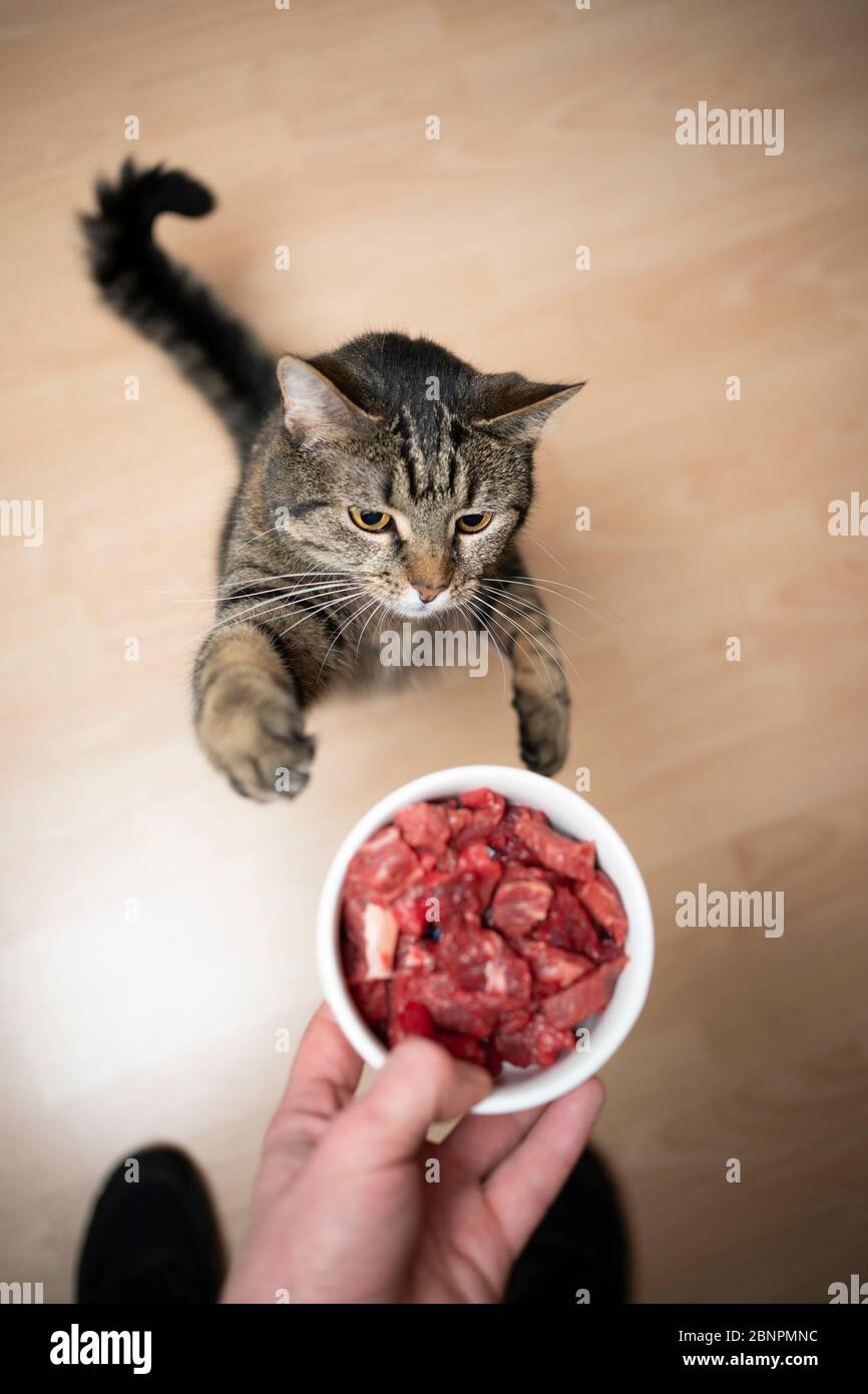 tabby gatto che si alleva per raggiungere piatto di alimentazione con carne cruda tenuto dalla mano del proprietario dell'animale domestico Foto Stock