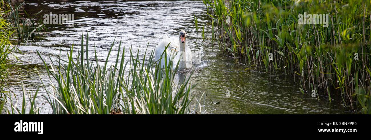 Un bel Swan Bianco nuotare nel fiume Foto Stock