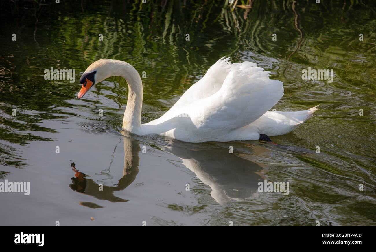 Un bel Swan Bianco nuotare nel fiume Foto Stock