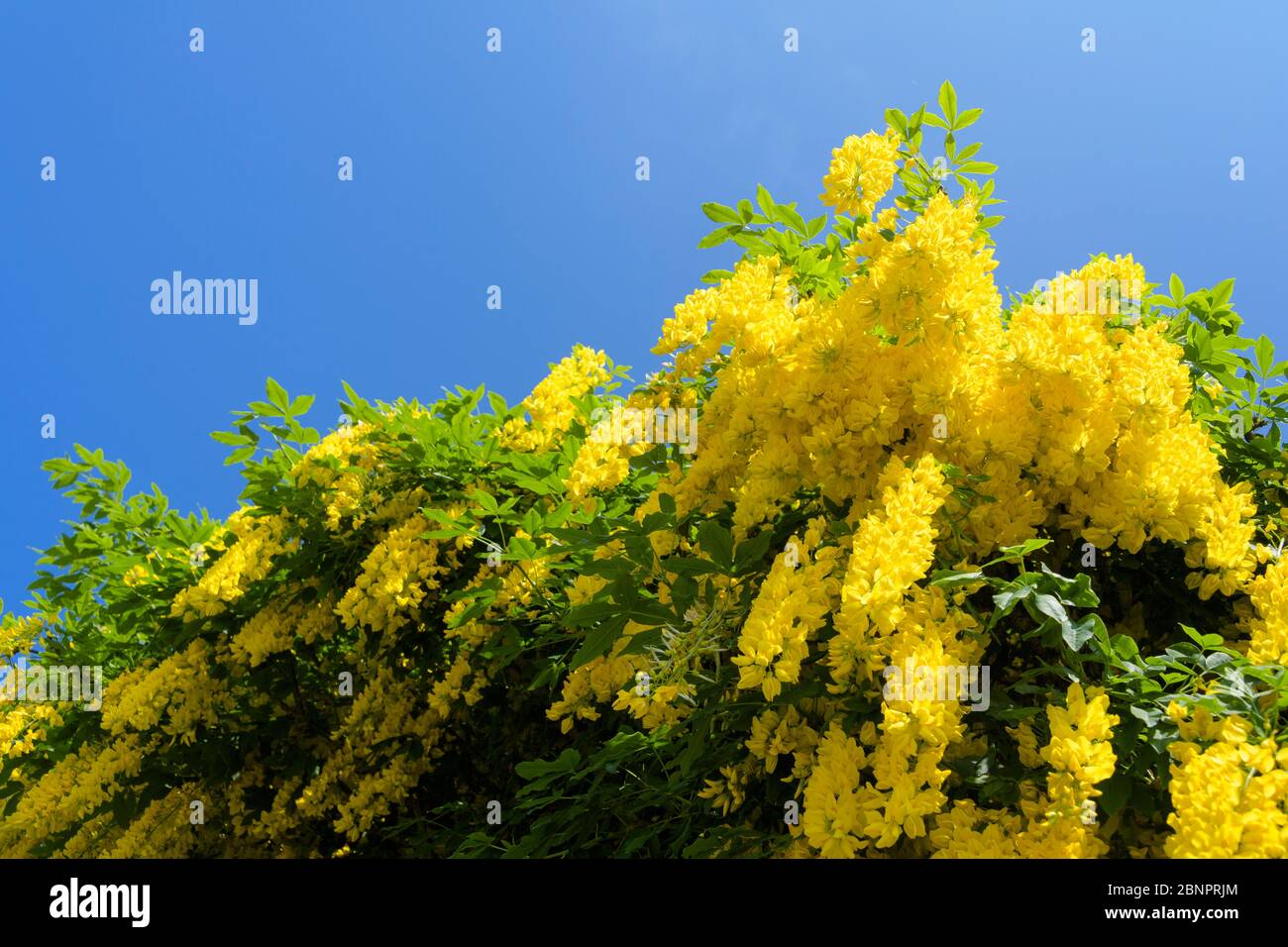 Pianta di laburnum gialla Foto Stock