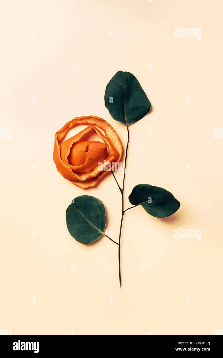 Rosa decorativa da taglio a spirale di buccia d'arancia e ramificazione vegetale con foglie. Foto Stock